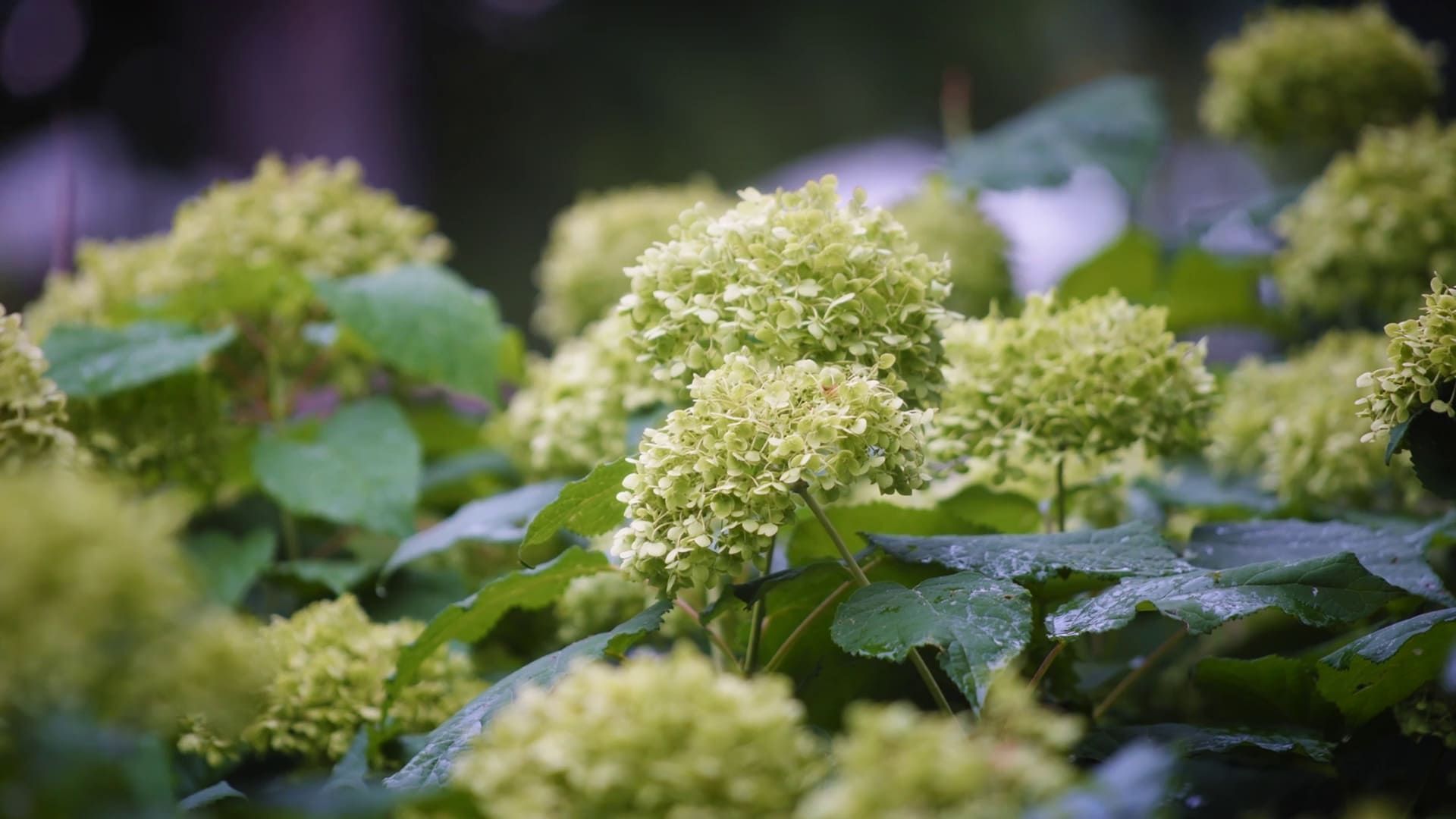 Ein Blumenbild von grünen Hortensien